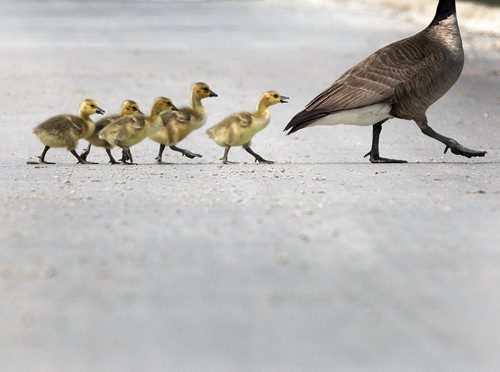 Young goslings try to keep up with mom as they cross the street in Terracon Business park near Dugald Road in Winnipeg Monday- June 03, 2013   (JOE BRYKSA / WINNIPEG FREE PRESS)