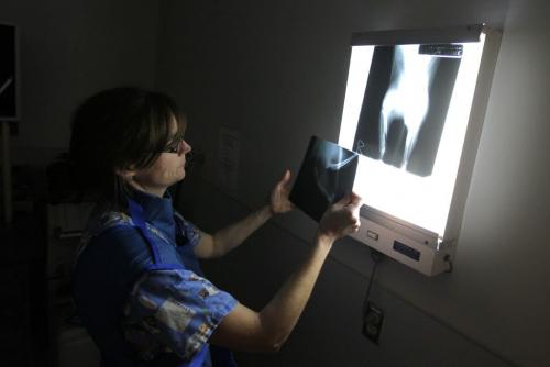 Winnipeg Humane Society animal hospital- Day in the Life photo page project. Dr. Erika Anseeuw examines an xray of a cat with a fractured leg. May 21, 2013  BORIS MINKEVICH / WINNIPEG FREE PRESS