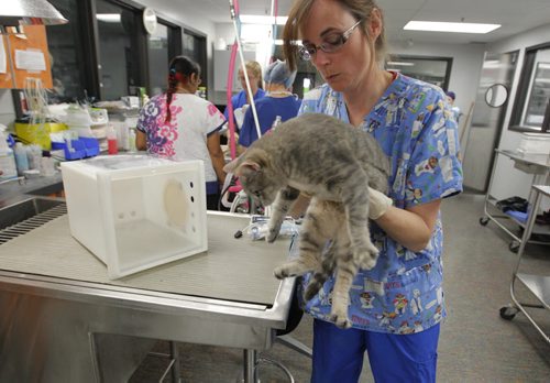 Dr. Erika Anseeuw works with some animals at The Winnipeg Humane Society vet clinic. June 3, 2013  BORIS MINKEVICH / WINNIPEG FREE PRESS