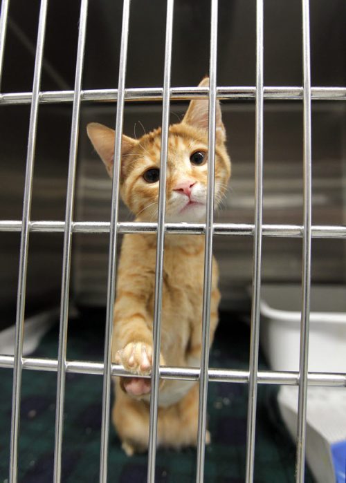 Winnipeg Humane Society animal hospital- Day in the Life photo page project. To immobilize the leg of this cat it was strapped to it's side until it could heal. May 21, 2013  BORIS MINKEVICH / WINNIPEG FREE PRESS