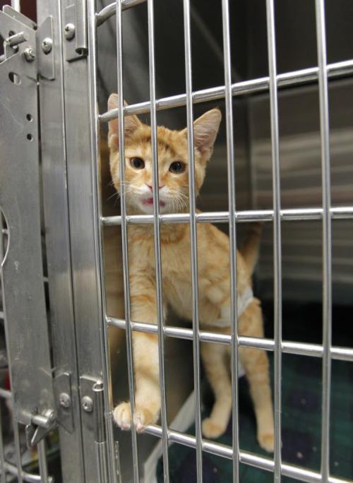 Winnipeg Humane Society animal hospital- Day in the Life photo page project. To immobilize the leg of this cat it was strapped to it's side until it could heal. May 21, 2013  BORIS MINKEVICH / WINNIPEG FREE PRESS