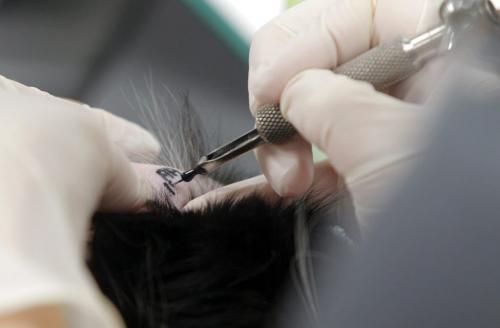 Winnipeg Humane Society animal hospital- Day in the Life photo page project. A cat gets a tatoo on the ear. May 21, 2013  BORIS MINKEVICH / WINNIPEG FREE PRESS