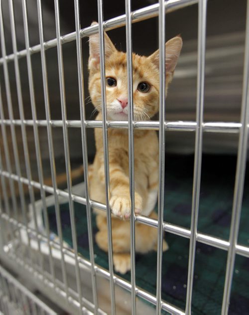 Winnipeg Humane Society animal hospital- Day in the Life photo page project. To immobilize the leg of this cat it was strapped to it's side until it could heal. May 21, 2013  BORIS MINKEVICH / WINNIPEG FREE PRESS