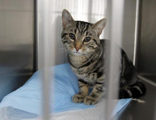 Winnipeg Humane Society animal hospital- Day in the Life photo page project. This cat is waiting to be operated on. May 21, 2013  BORIS MINKEVICH / WINNIPEG FREE PRESS