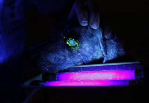 Winnipeg Humane Society animal hospital- Day in the Life photo page project. The vet does a check on the eyes using an ultraviolet light. She puts dome special eye drops that illuminates eye problems. May 21, 2013  BORIS MINKEVICH / WINNIPEG FREE PRESS