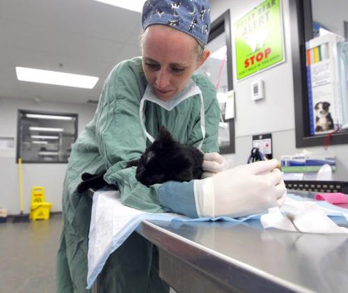 Winnipeg Humane Society animal hospital- Day in the Life photo page project. A cat wakes up after an operation in the arms of veterinarian Dr. Melanie Youngs. May 21, 2013  BORIS MINKEVICH / WINNIPEG FREE PRESS
