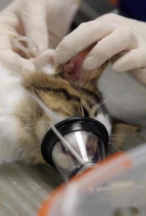 Winnipeg Humane Society animal hospital- Day in the Life photo page project. A cat gets some gas before surgery. May 21, 2013  BORIS MINKEVICH / WINNIPEG FREE PRESS