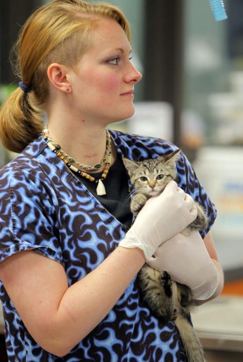 Winnipeg Humane Society animal hospital- Day in the Life photo page project. Crystal Pariseau handles a cat in the clinic. May 21, 2013  BORIS MINKEVICH / WINNIPEG FREE PRESS
