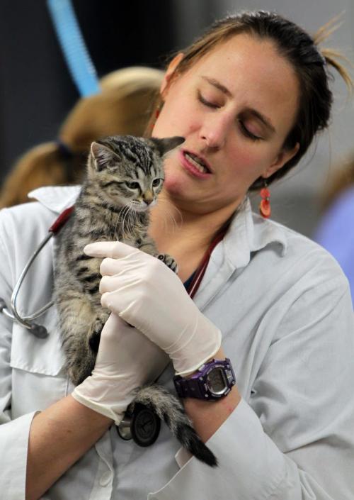 Winnipeg Humane Society animal hospital- Day in the Life photo page project. Vet student Sarah Wilsonwith a kitty. May 21, 2013  BORIS MINKEVICH / WINNIPEG FREE PRESS