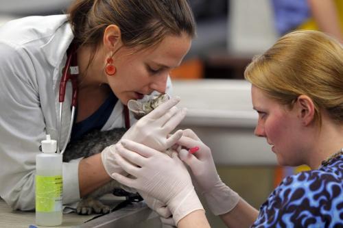 Winnipeg Humane Society animal hospital- Day in the Life photo page project. Animal Health Technicioan Crystal Pariseau, right, and Vet student Sarah Wilson, left,  try to get a blood sample for tests. May 21, 2013  BORIS MINKEVICH / WINNIPEG FREE PRESS