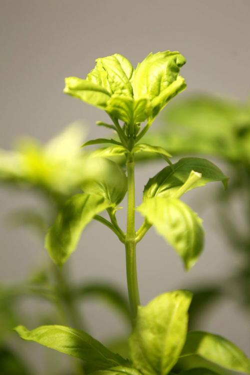 Home grown fresh basil. Photography by Ruth Bonneville Winnipeg Free Press June 05, 2013