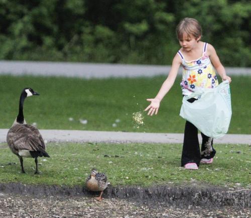 Four year old summer feeds the ducks and geese at the duck pond in St. Vital Park in Winnipeg at sunset on Thursday, June 6, 2013. (JESSICA BURTNICK/WINNIPEG FREE PRESS)