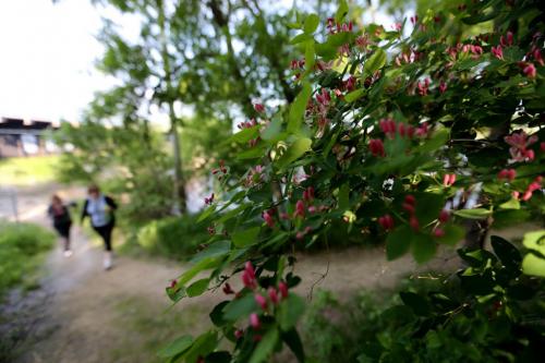 Lori Lobchuk and Norma Sozansky walk along the Sentier Gabrielle-Roy Trail along the Seine River in St.Boniface, Saturday, June 8, 2013. (TREVOR HAGAN/WINNIPEG FREE PRESS)