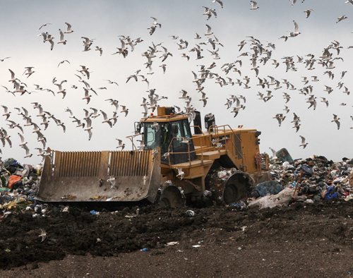 Flock of Seagulls- Hundreds of seagulls look for a snack Monday as a giant piece of heavy machinery moves garbage at Brady Landfill The landfill opened in 1973 currently holds aprx. 5 Million Metric tons of waste- Standup photo- June 10, 2013   (JOE BRYKSA / WINNIPEG FREE PRESS)
