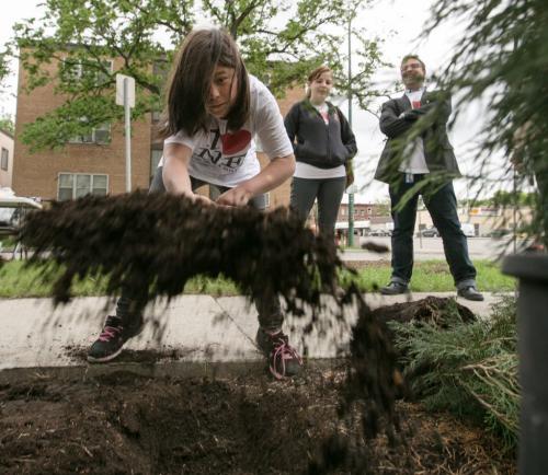Students from Champlain School planted a butterfly garden outside the North Winds property management offices at Main St and Anderson Ave on Monday. Lexi Chornoby digs to plant a small shrub.  130610 - Monday, June 10, 2013 - (Melissa Tait / Winnipeg Free Press)