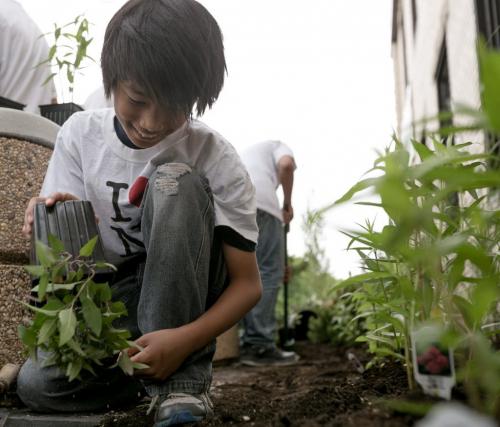 Students from Champlain School planted a butterfly garden outside the North Winds property management offices at Main St and Anderson Ave on Monday.  Grade 6 student Carlos De Leon planting small shrub. 130610 - Monday, June 10, 2013 - (Melissa Tait / Winnipeg Free Press)