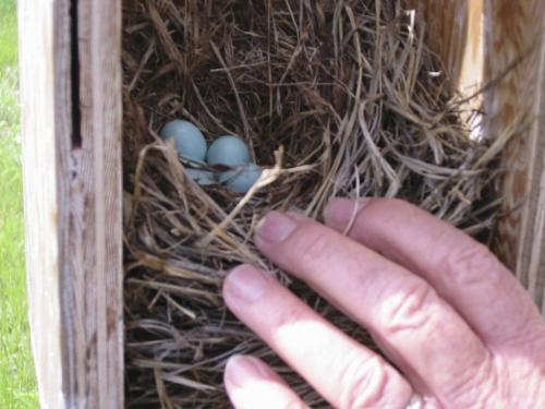 Herb Goulden opens a birdhouse to find four bluebird eggs inside. June 3 2013. Bill Redekop story / photo. Winnipeg Free Press.