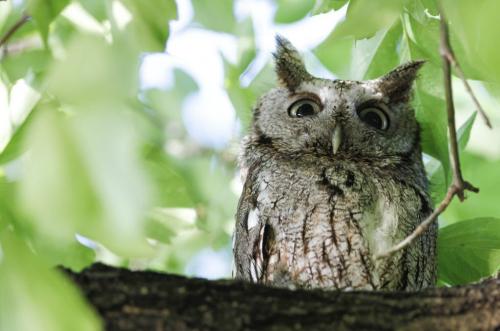 This Eastern screech owl has returned to nest in the same West Kildonan tree for the past four consecutive years, according to area residents. Small species such as this are primarily insectivores, which residents say help keep canker worms populations to a tolerable level. Monday, June 10, 2013. (JESSICA BURTNICK/WINNIPEG FREE PRESS)
