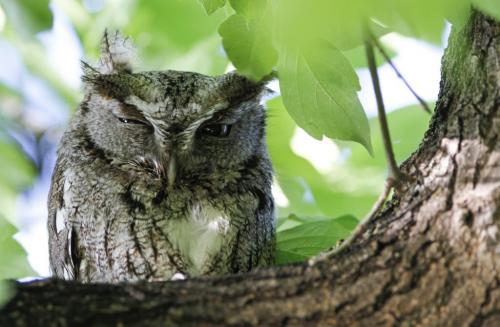This Eastern screech owl has returned to nest in the same West Kildonan tree for the past four consecutive years, according to area residents. Small species such as this are primarily insectivores, which residents say help keep canker worms populations to a tolerable level. Monday, June 10, 2013. (JESSICA BURTNICK/WINNIPEG FREE PRESS)