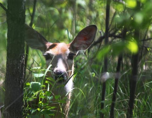 Keeping Cool- A young doe white tail deer sits quietly in the shade in Assiniboine forest Wednesday afternoon to beat the direct sunshine-Standup Photo- June 11, 2013   (JOE BRYKSA / WINNIPEG FREE PRESS)