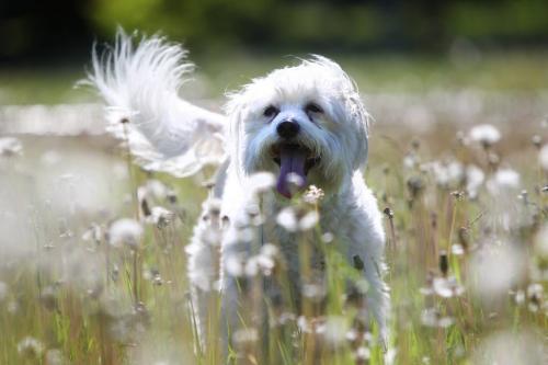 A shaggy white mixed breed dog named "Elliott" enjoys his morning run through a field of dandelions Saturday morning. Standup photo. Photography by Ruth Bonneville Winnipeg Free Press June 15,, 2013