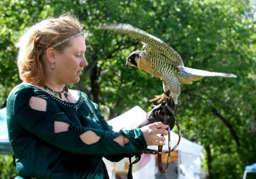 SWORDS AND SABRES PIRATE RENAISSANCE  event  which took place at Coronation Park .Kim Dudek with Prairie Wildlife  Rehabilitation Centre holds a Peregrine Falcon named " Camira" that can't fly anymore do to a broken wing.  See Alex Paul Story.  Photography by Ruth Bonneville Winnipeg Free Press June 15,, 2013
