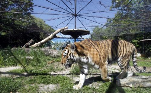 The small existing Amur Tiger exhibit that will be replaced thanks to a donation from Linda McGarva-Cohen and James Cohen.  Bart Kives story(WAYNE GLOWACKI/WINNIPEG FREE PRESS) Winnipeg Free Press June 17 2013