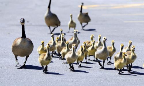 Some baby geese march on through the Tim Horton's parking lot. BORIS MINKEVICH / WINNIPEG FREE PRESS June 13, 2013.