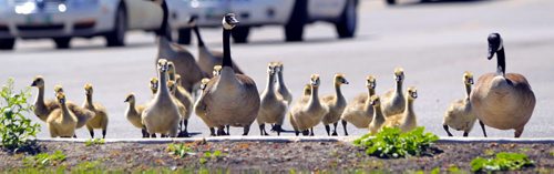 Some baby geese march on through the Tim Horton's parking lot. BORIS MINKEVICH / WINNIPEG FREE PRESS June 13, 2013.