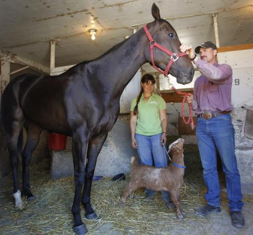 Jim and wife Amber Meyaard with the horse Lil Missknowitall and the horse's goat companion Phyllis in the barn area at the Assiniboia Downs.  For Al Besson story(WAYNE GLOWACKI/WINNIPEG FREE PRESS) Winnipeg Free Press June 17 2013