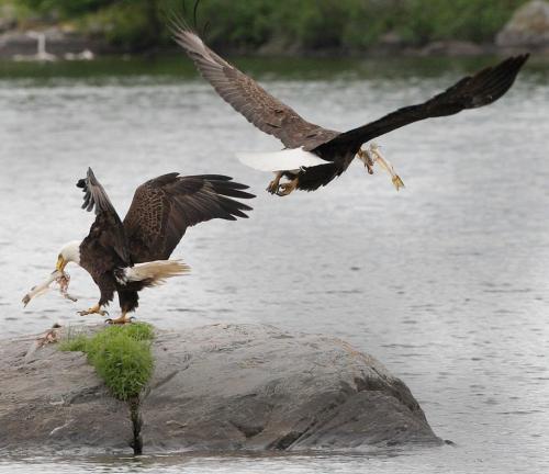 A breading pair of bald eagles swoop down to snatch some fish remains on Florence Lake in the Whitshell Provincial Park Tuesday - Standup Photo- June 18, 2013   (JOE BRYKSA / WINNIPEG FREE PRESS)