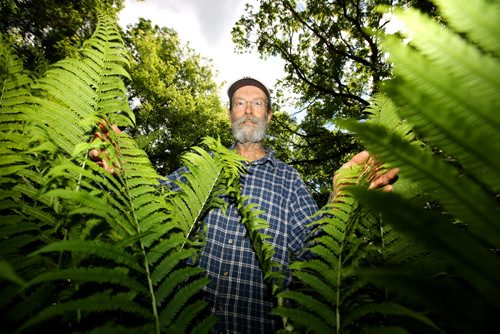 Brandon Sun 18062013 Local environmentalist Dave Barnes peers through the large ferns growing among the oak trees in the forest adjacent to his home at the end of Rosser Ave. East. The area has been designated part of a Protected Spaces Network by Brandon City Council.  (Tim Smith/Brandon Sun) ***Please check caption that it matches with story. Couldnt access Newsedit***