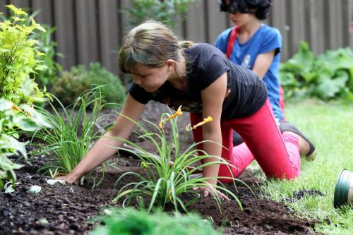 Grade 5 & 6 students from  Niji Mahkwa elementary school participate in North End renewal project  by planting flowers and in front of their school located in the inner city Thursday afternoon. Grade 5 student Caitlin Paul  plants day lilies in garden in front of school.  Photography by Celine Bonneville Winnipeg Free Press June  20, 2013