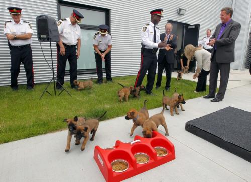 Winnipeg Police Service Canine Unit grand opening. The new puppies run out to eat and meet the crowd. BORIS MINKEVICH / WINNIPEG FREE PRESS. June 21, 2013