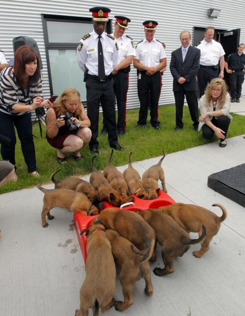 Winnipeg Police Service Canine Unit grand opening. The new puppies run out to eat and meet the crowd. BORIS MINKEVICH / WINNIPEG FREE PRESS. June 21, 2013