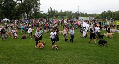 Hundreds of dogs and their owners walk together during Paws in Motion at Assiniboine Park. The event is Winnipeg Humane Society's biggest annual fundraiser. 130623 June 23, 2013 Mike Deal / Winnipeg Free Press
