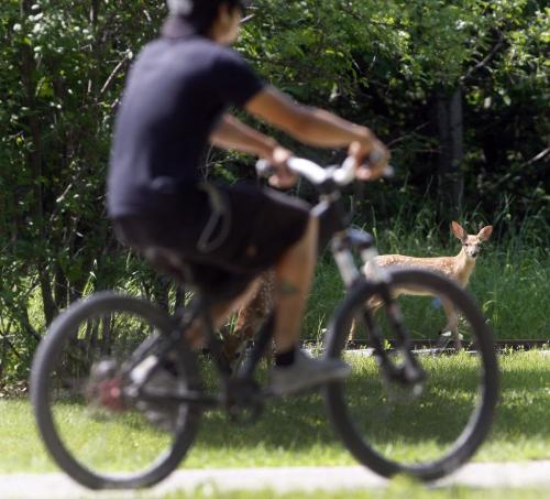 for file  -  human encroachment  on wildlife in the city-  urban deer population -  part of a group of  3young fawns  play tag in the +30 heat Assiniboine Park as cyclist rides by. - KEN GIGLIOTTI / JUNE 25 2013 / WINNIPEG FREE PRESS