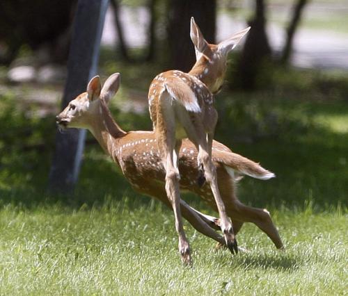 Stdup -Sights of Assiniboine Park - a pair of young fawns  play tag in the +30 heat Assiniboine Park  - KEN GIGLIOTTI / JUNE 25 2013 / WINNIPEG FREE PRESS