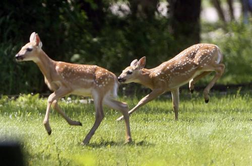 Stdup a pair of young fawns  play tag in the +30 heat Assiniboine Park  - KEN GIGLIOTTI / JUNE 25 2013 / WINNIPEG FREE PRESS