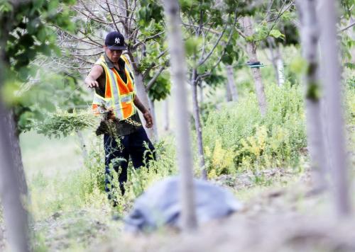 McEwen Landscaping employee Phillip Harper pulls weeds growing around the young trees planted along the Chief Peguis bike trail at Gateway on Tuesday, June 25, 2013. (JESSICA BURTNICK/WINNIPEG FREE PRESS)