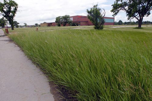 A very weedy, overgrown Kapyong, with the boarded up Lipsett Hall in the background. BORIS MINKEVICH / WINNIPEG FREE PRESS June 28, 2013