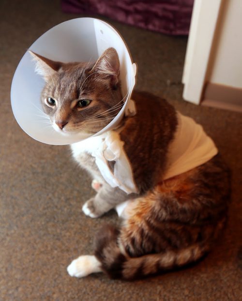 Brandon Sun Le Neigh the cat is recovering from her injuries after being shot by a pellet gun. FOR Graeme (Bruce Bumstead/Brandon Sun)