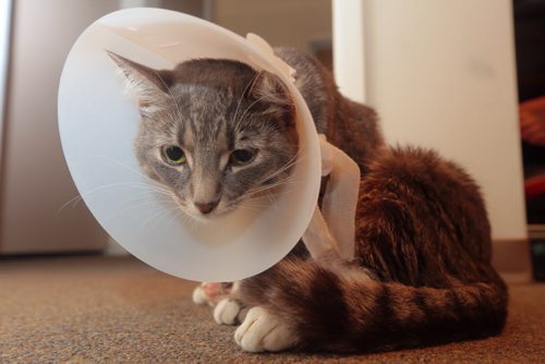 Brandon Sun Le Neigh the cat is recovering from her injuries after being shot by a pellet gun. FOR Graeme (Bruce Bumstead/Brandon Sun)