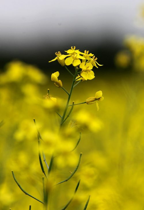 Vibrant  yellow blooms of canola brighten an otherwise dull, cloudy day in a field just east of Winnipeg on Hwy number one Tuesday afternoon.  Standup photo.    July 13, , 2013 Ruth  Bonneville , Winnipeg Free Press