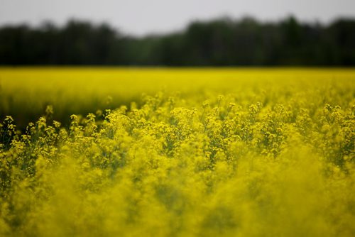 Vibrant  yellow blooms of canola brighten an otherwise dull, cloudy day in a field just east of Winnipeg on Hwy number one Tuesday afternoon.  Standup photo.    July 13, , 2013 Ruth  Bonneville , Winnipeg Free Press