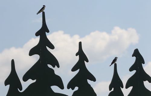 Brandon Sun A pair of swallows perch themselves on the top of wooden cutouts in the shape of trees on the sign for the Riverbank Discovery Centre on Wednesday afternoon. (Bruce Bumstead/Brandon Sun)