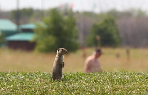Brandon Sun A ground squirrel keeps watch from a knoll along the walking paths at the Riverbank Discovery Centre on Wednesday afternoon. (Bruce Bumstead/Brandon Sun)
