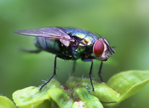 A 4 x life size magnification of a common housefly perched on leaf  sitting out the rain Friday afternoon in Winnipeg   Houseflies are believed to have evolved over 65 million years ago in the Middle East- Standup photo- July 12, 2013   (JOE BRYKSA / WINNIPEG FREE PRESS)