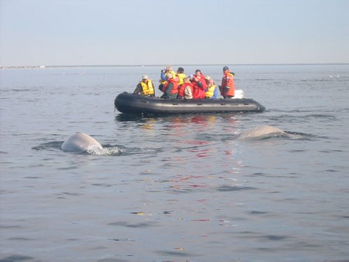 Beluga whales feeding near a Zodiac operated by SeaNorth Tours. Bill Redekop / Winnipeg Free Press