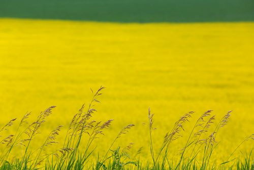 Brandon Sun A canola field creates a sea of yellow along the bottom of of the Assiniboine River valley with grass in the foreground along Grand Valley Road on Thursday. (Bruce Bumstead/Brandon Sun)
